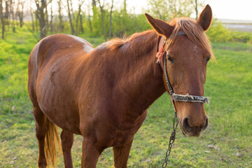 Naklejka na ściany i meble Beautiful horse grazing in a meadow, Portrait of a brown horse