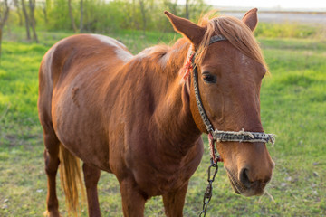 Beautiful horse grazing in a meadow, Portrait of a brown horse