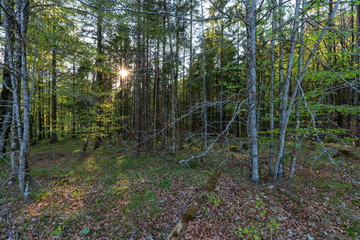 Wald mit tiefstehender Abendsonne