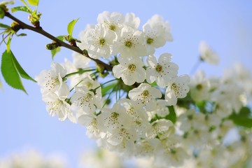 White blossoms of cherry tree on a sunny day, blue sky, green leaves, daylight