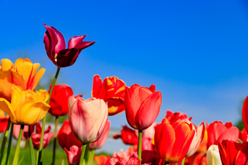 Red tulips on a field with blue sky and sunshine