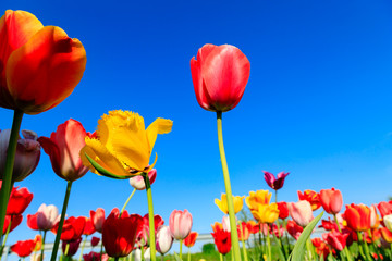 Red tulips on a field with blue sky and sunshine