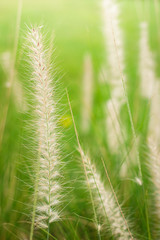 mission grass, beautiful Nature Landscape of tropical zone, thailand.