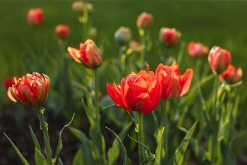 Fototapeta premium tulips