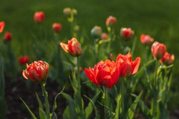 Obraz premium tulips