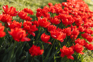 tulips