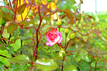 tea rose in full bloom in the garden