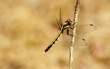 頭をかしげるトンボ