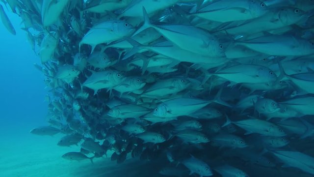 Big eye Trevally Jack, (Caranx sexfasciatus) Forming a polarized school, bait ball or tornado. Cabo Pulmo National Park, Cousteau once named it The world's aquarium. Baja California Sur,Mexico.