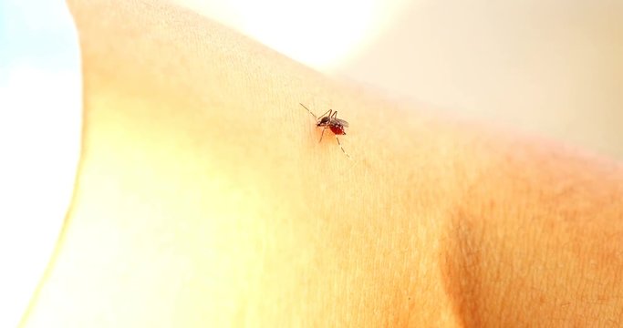 Mosquito sucking blood ,Dengue fever, virus and malaria