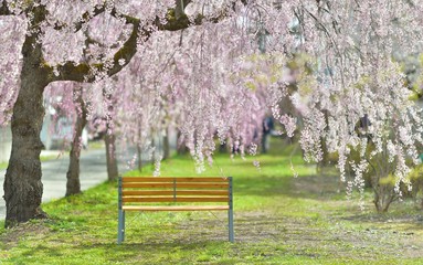 桜の森・ベンチのある風景