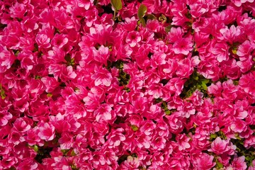Tokyo,Japan-April 20,2018: Flower carpet of azalea in Japan
