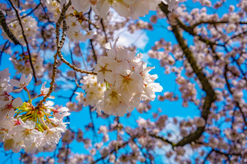 cherry blossom in Washington DC
