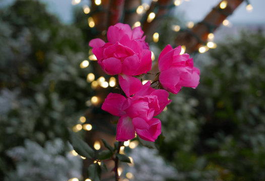 Pink flowers in front of strings of light