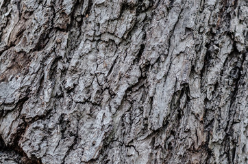 black and white bark of old tree