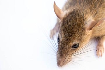Close up brown rat or mouse isolated on white background.