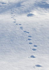 冬　雪　足跡　素材
