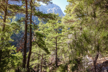 a sunny day in the mountains, a walk through a pine forest, a view of the mountains through the pines