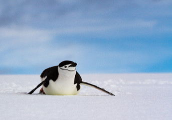 Chinstrap penguin (Pygoscelis antarcticus) sliding on white snow against a blue sky, Antarctica