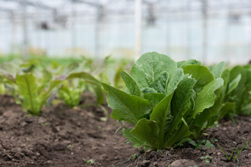 Lettuce growing in greenhouse