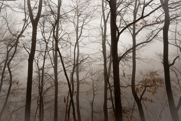 Fototapeta na wymiar a foggy landscape