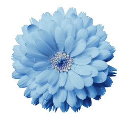 Calendula flower light blue with dew on a white isolated background with clipping path. Closeup....