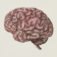 Brain internal organ vintage style illustration