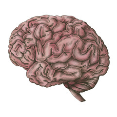 Brain internal organ vintage style illustration