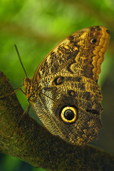 Caligo eurilochus butterfly, also known as the forest giant owl, rests on a branch.