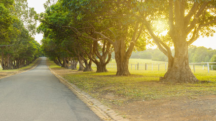 Tree lined driveway