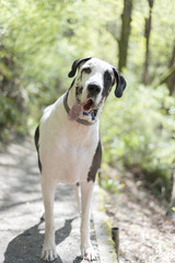 Handsome large harlequin great dane dog with tongue out on a hot summer hiking trail