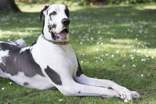 Sophisticated harlequin great dane dog with his paws crossed at green grass park.