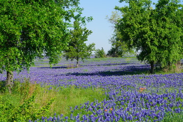 View of a meadow with Texas Bluebonnet wildflowers blooming during spring time