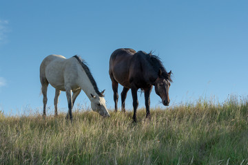 Wild Horses feeding