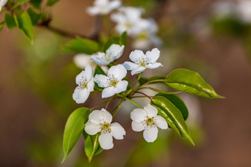 Pear Flowers