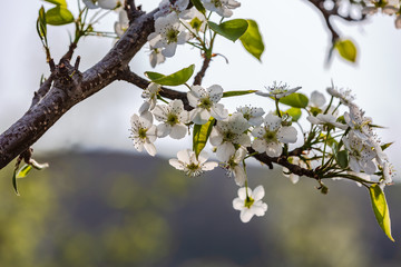 Pear Flowers