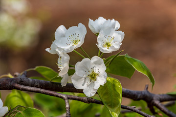 Pear Flowers