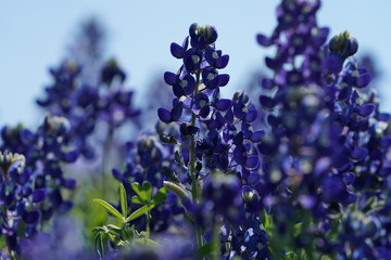 Close up view of Texas Bluebonnet wildflowers blooming during spring time