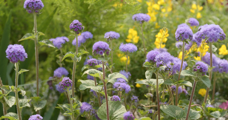 Beautiful flower field