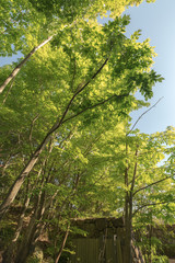 Fototapeta premium 木々