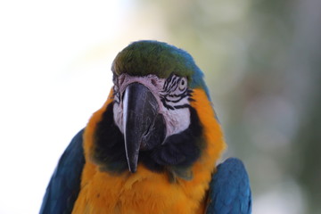 Blue and Gold Macaw / Exotic Bird