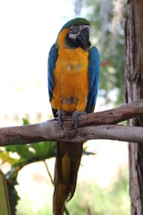 Blue and Gold Macaw / Exotic Bird