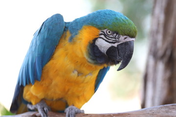 Blue and Gold Macaw / Exotic Bird