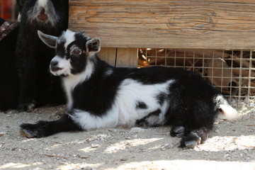 Fototapeta premium Relaxing Goat 
