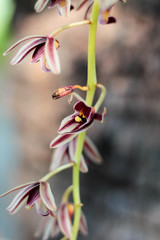 Close up Wild orchid in garden