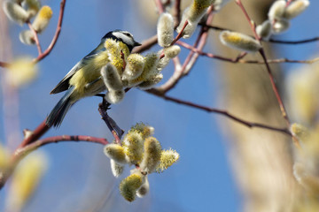Eurasian blue tit  on a branch, a small passerine bird. Ukraine, 2018.