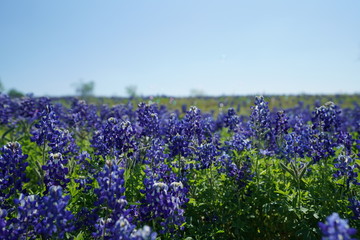 Countryside view of Bluebonnet Trails in North Texas