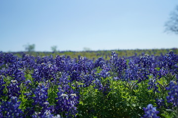 Countryside view of Bluebonnet Trails in North Texas