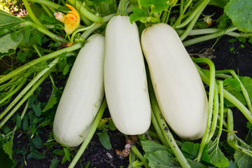 Zucchini in the garden on a summer day