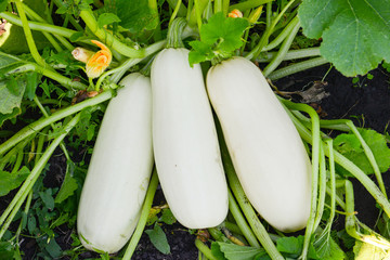 Zucchini in the garden on a summer day